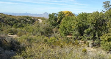 Trees near the stream